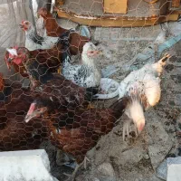 ۸عدد مرغ و خروس رسمی