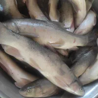 ماهی رودخانه