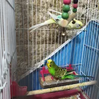 مرغ عشق چند رنگ