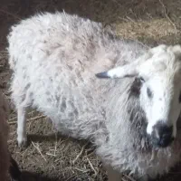 بره نر بدون دنبه