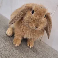 خرگوش لپی گوش افتاده