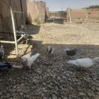 کبوتر کفتر  پرنده