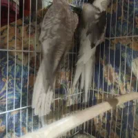 یک جفت عروس هلندی