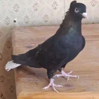 تافته ای دم سفید