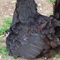 مرغ و جوجه(شاندرمن)