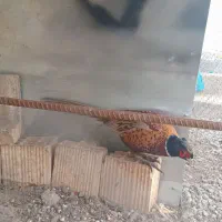 خروس