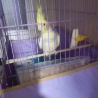 عروس هلندی