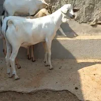 فروش کهره نر کلی درجه یک