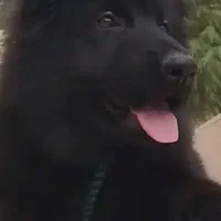 سگ ژرمن