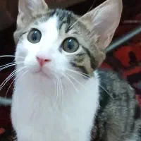 واگذاری رایگان گربه نر ۴ ماهه