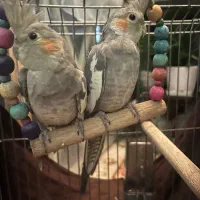 عروس هلندی