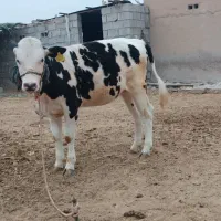 گوساله ماده سمینتال