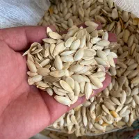 تخمه کدو مشهدی خام بوجاری شده