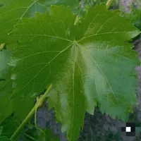 برگ انگور