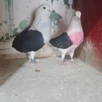 کبوتر کبکی درجه یک
