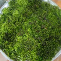 خز آکواریوم