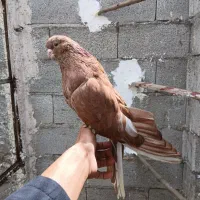 سرور|پرنده|هریس, |دیوار