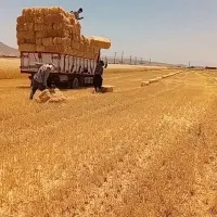 کلش|لوازم جانبی حیوانات|اسدآباد, |دیوار