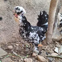 مرغ و خروس سلطان امپراتور لهستانی