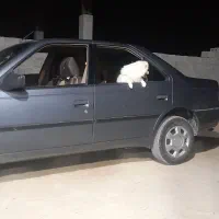 سگ پشمی|سگ|قشم, |دیوار