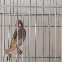 سهره کرمانی کهنه نروماده