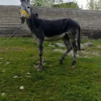 یک الاغ جوان