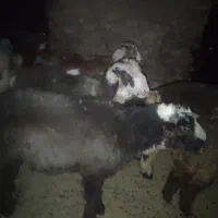 بره نر