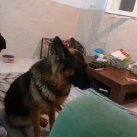 سگ شولاین نر