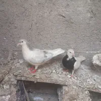 پرنده