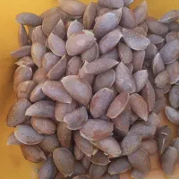 بادام سنگی