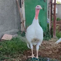 ملاس چغندر