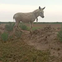 الاغ سر حال برا گله گوسفندان