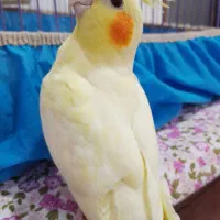 عروس هلندی 4 ماهه