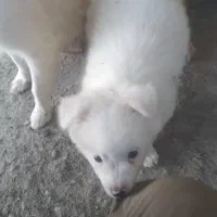 توله سگ