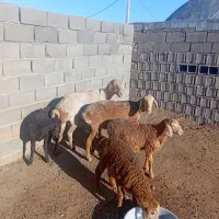 میش زایده