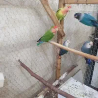 طوطی کوتوله برزیلی