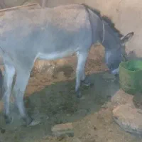 الاغ ماده گله ای