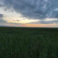 10هکتارزمین زراعی دیم روستا سارمساقلو جاده فرودگاه