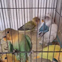 طوطی برزیلی جوجه اهلی و بالغ