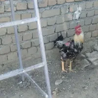 خروس دورگ