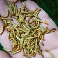 سبد پرورش کرم میلورم