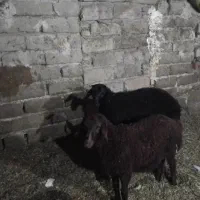 بره نر