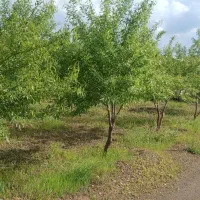 ویلایی|فروش دفتر صنعتی، کشاورزی، تجاری|تبریز, |دیوار