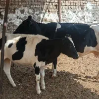 گاو  ۸ ماه آبستن با گوساله