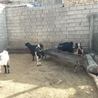 5راس بز ابستن برای فروش