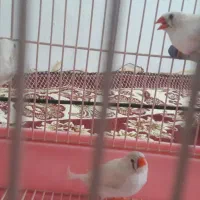 فنج|پرنده|نهاوند, |دیوار