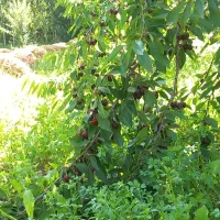 به تعدادی خانم جهت کاردرباغ گیلاس البالو