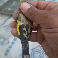 سهره.. سهره ..