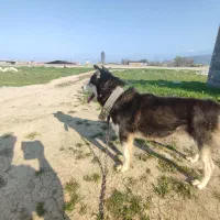 سگ هاسکی