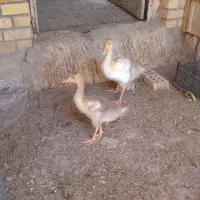 نیمچه غاز ۴۰ روزه